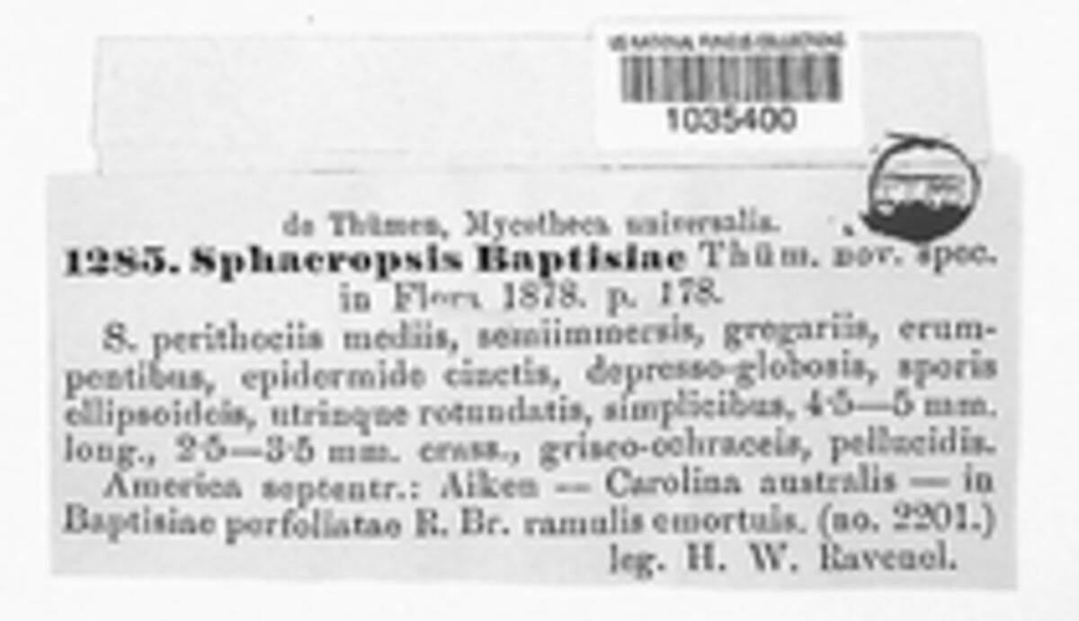 Coniothyrium baptisiae image
